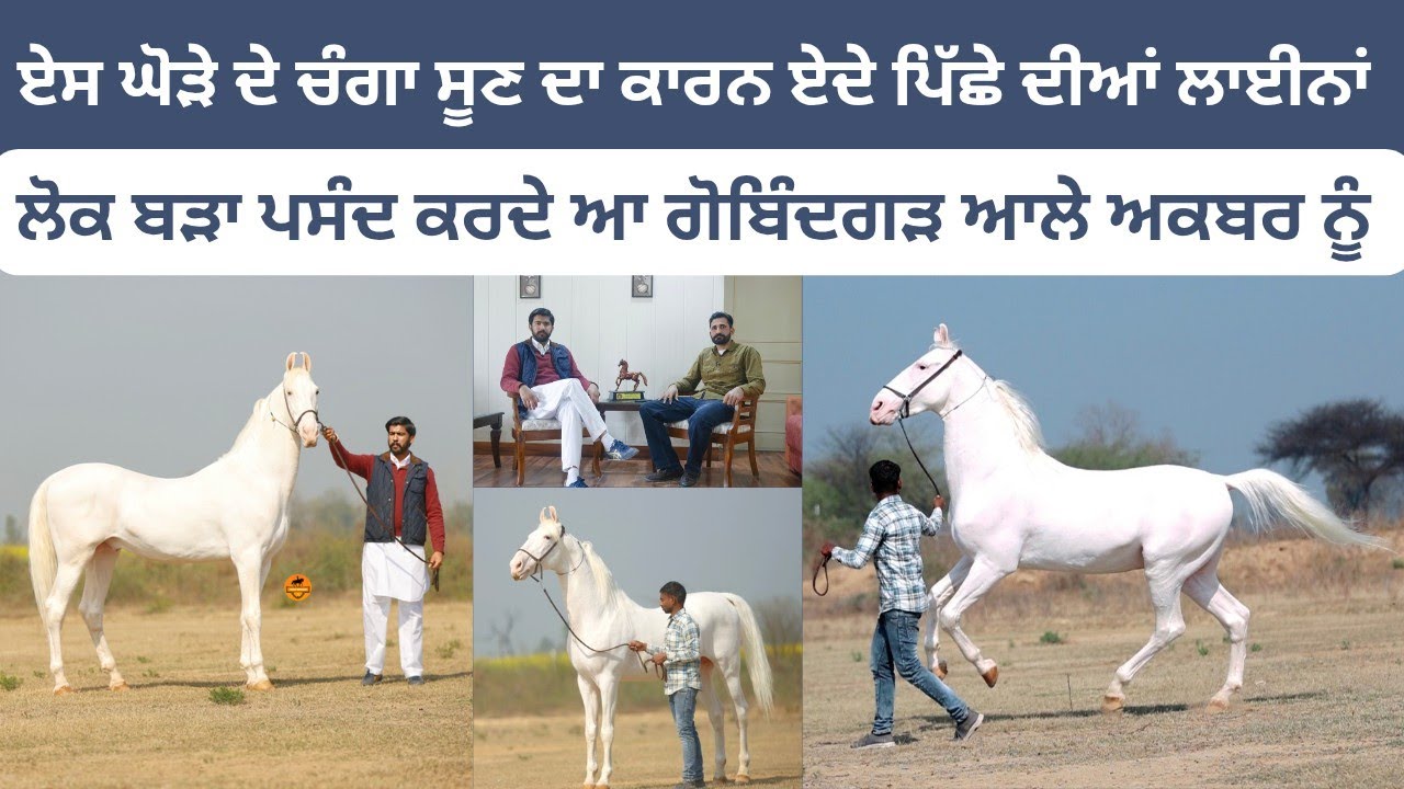 ਗੋਬਿੰਦਗੜ ਆਲੇ ਅਕਬਰ ਘੋੜੇ ਦੀ ਦੋਨਾਂ ਪਾਸਿਓ ਲਾਈਨ ਬੜੀ ਚੰਗੀ ਆ,ਸੋਹਣਾ ਬੜਾ ਤੇ ਏਸ ਦੇ ਬੱਚਿਆਂ ਦਾ ਵੀ ਕੋਈ ਅੰਤ ਨੀ