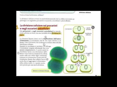 Video: Come avviene la crescita negli organismi unicellulari?