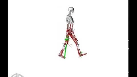 Gait Simulation
