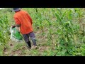 Pegando os milho 🌽