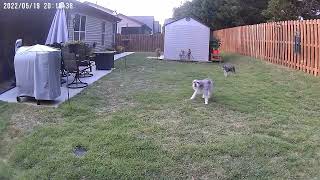 Fortress Solar Security Camera Compatible with Alexa
