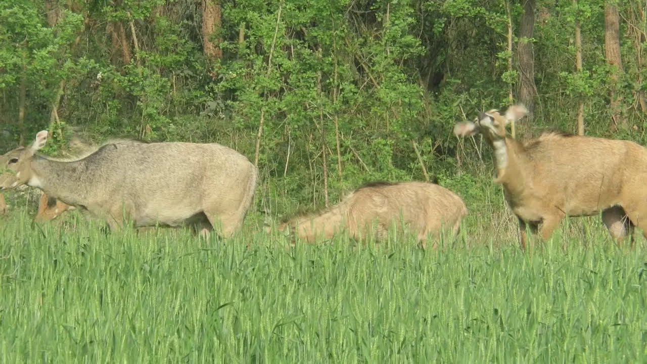 The Nilgai of my village, Bihar,India