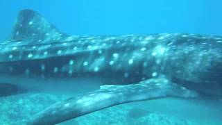Whaleshark Encounter