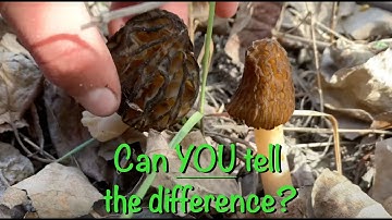 How To Identify a Real Morel From a False Morel