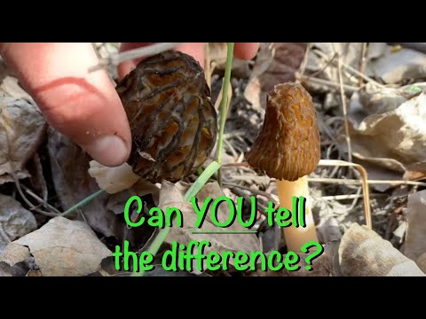 Video: How To Distinguish A False Mushroom