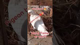 Pigeon baby 😍🍼 gift Mila🎁Handtame Kare ya Nahi?? PIGEON SERIES#01 #ytshorts #babypigeons
