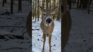 roe deer eating carrots