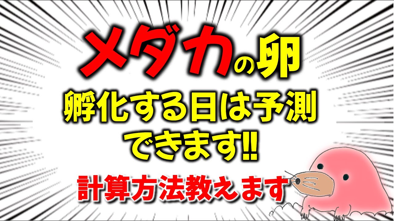 メダカが産まれるまでの日数は計算できる Youtube