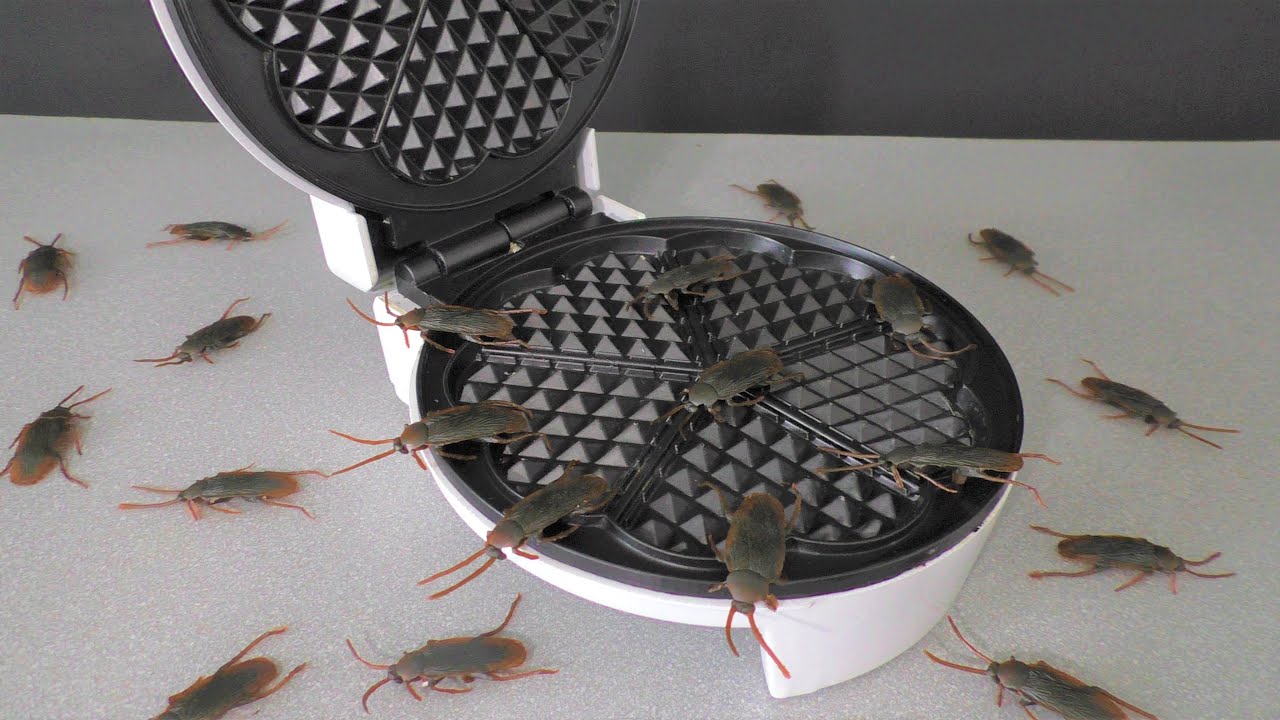 EXPERIMENT:WAFFLE IRON VS COCKROACH / SNAKES - YouTube