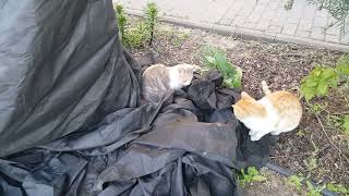 Stories of country cats - Why is it so interesting to mess around in the mud?