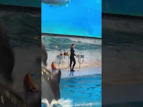 Dubai Dolphin Show #dubai #dolphin #reels
