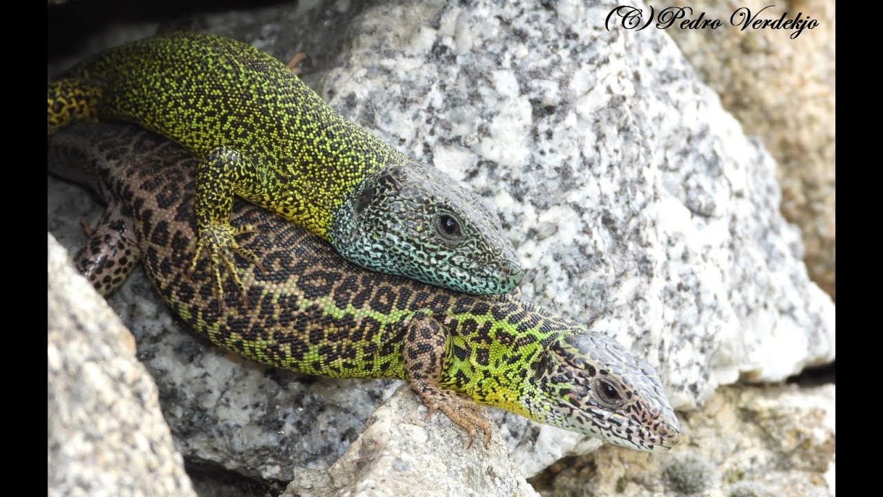 Documental sobre el Lagarto Verdinegro