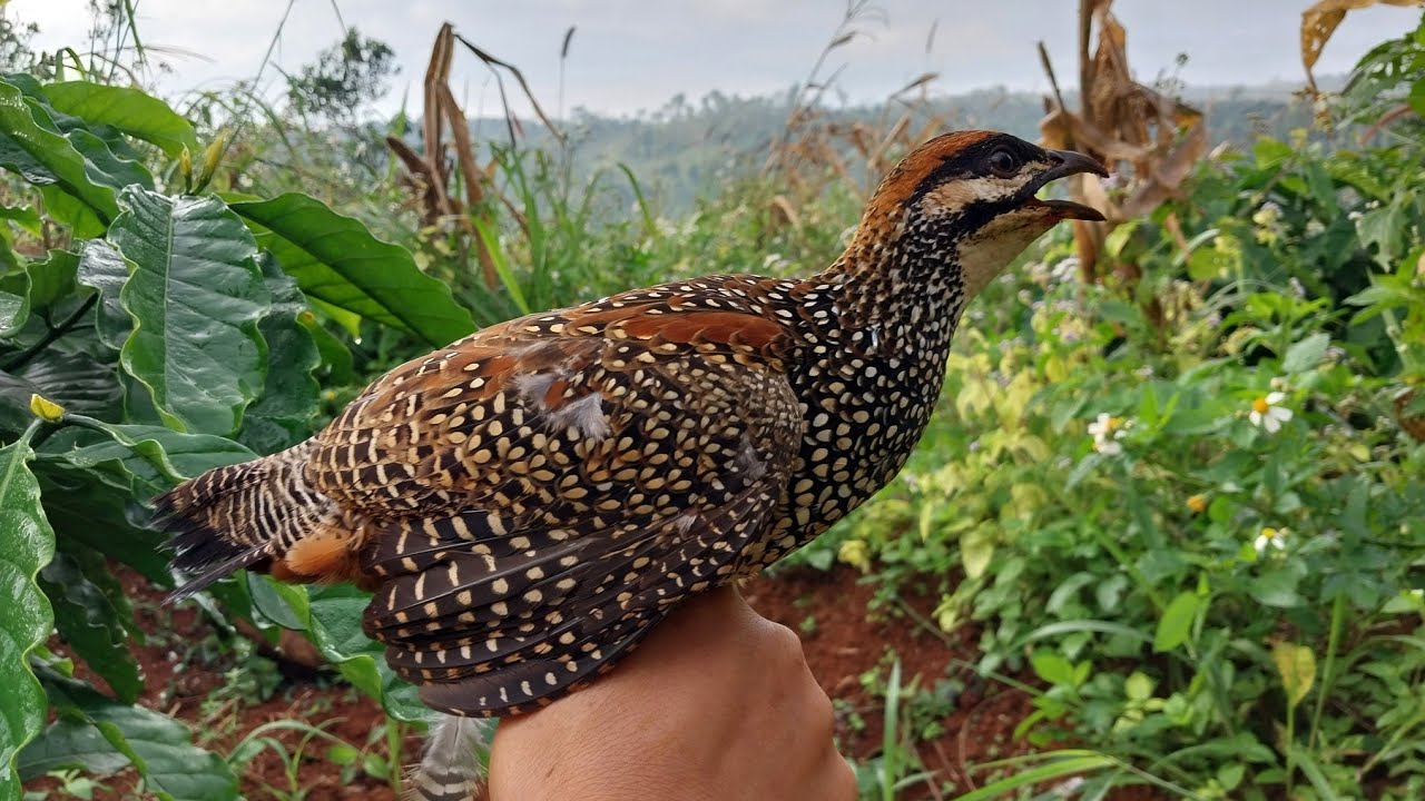 bẫy chim đa đa mới nhất