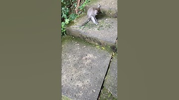 Monkey forest Ubud, Bali