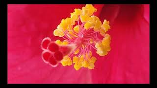 Immerse yourself in nature@dhanbist5935