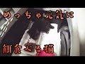 【猫】保護した野良猫に餌をあげる