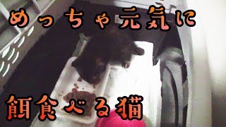 【猫】保護した野良猫に餌をあげる