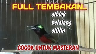 MASTERAN BURUNG KONIN ISIAN CIBLEK SIRI-SIRI BELALANG EMAS DAN CILILIN FULL TEMBAKAN