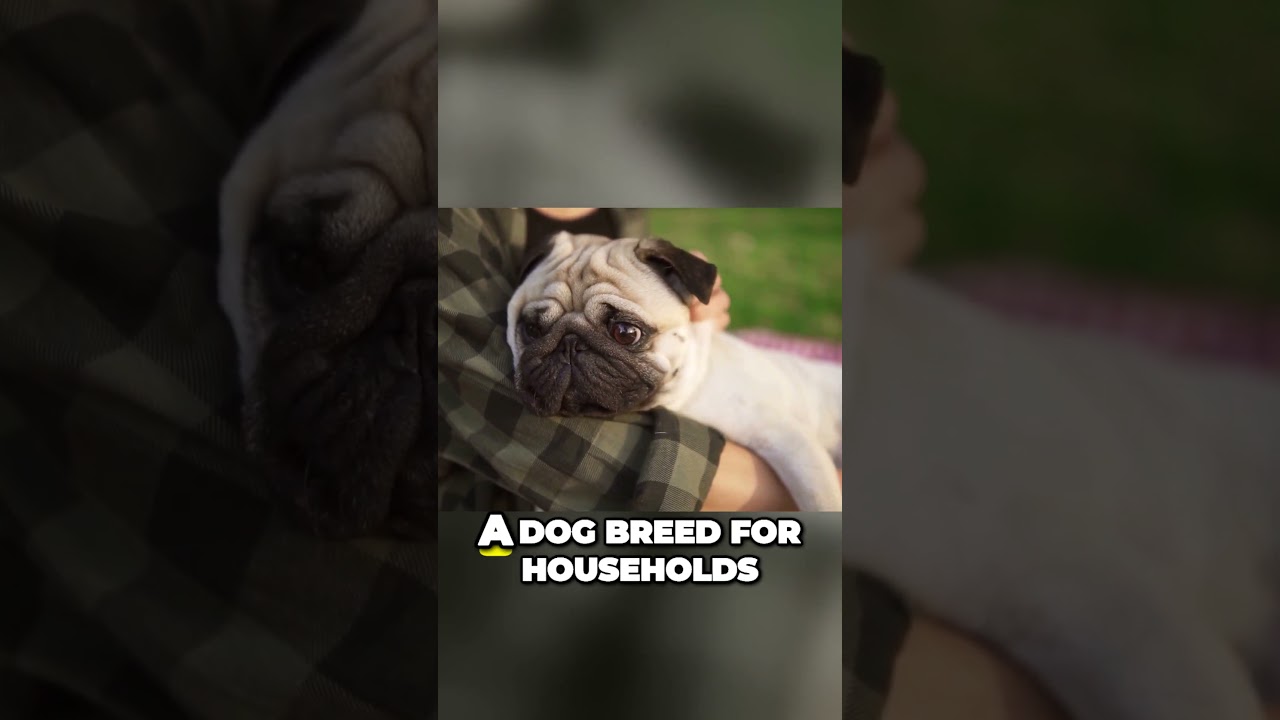 Pugs Perfect Playmates for Toddlers 