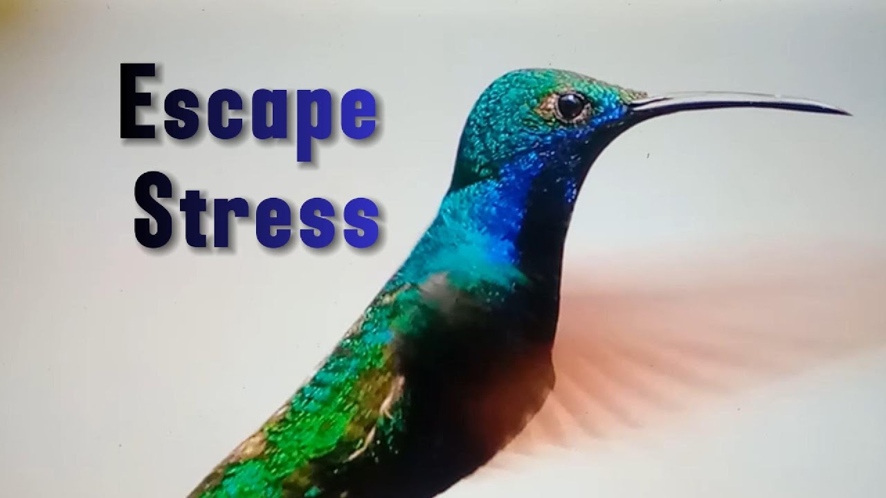 Nature Music Therapy |  Birds Sound for Stress Relief