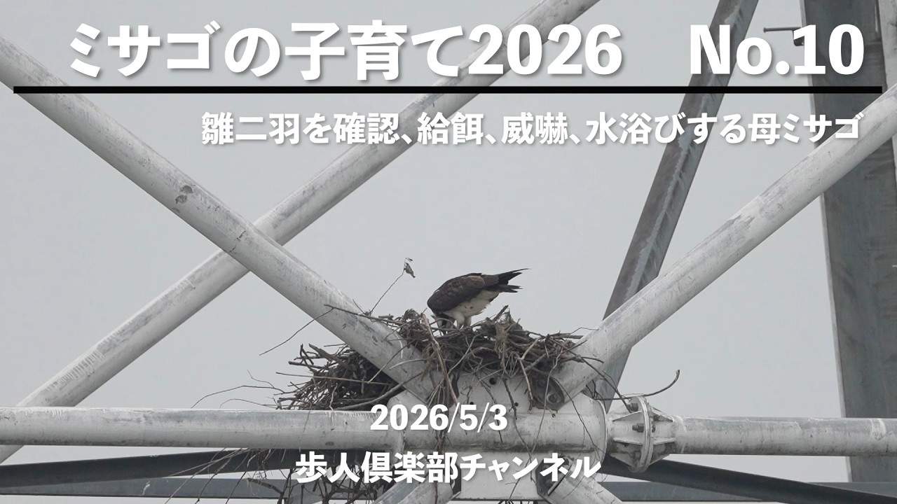 ミサゴの子育て2026 No 10 2026年5月3日 野鳥撮影 孵化後約10日 雛二羽