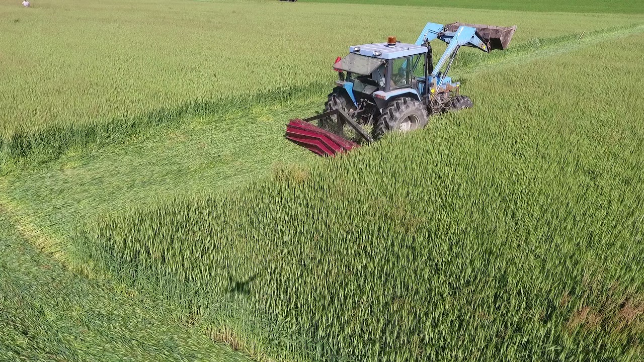 SUNY Cobleskill Roller-crimper trial 07Jun21