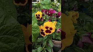 🧐ОСТОРОЖНО!☝️👌👍👁️ ЗА ВАМИ СЛЕДЯТ!🕵️#shortsbeta #flowers #цветы #клумбы