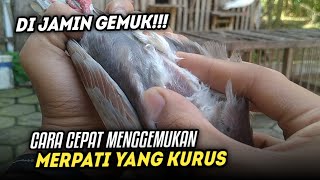 CARA CEPAT MENGGEMUKAN MERPATI YANG KURUS NYILET‼️