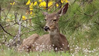 Mule Female Doe Relaxing