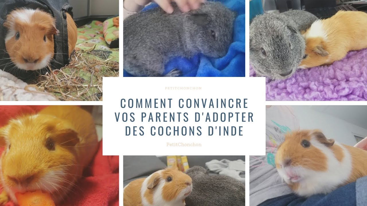 COMMENT CONVAINCRE SES PARENTS D'ADOPTER UN COCHON D'INDE
