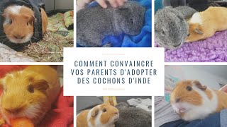 Comment Convaincre Ses Parents Dadopter Un Cochon Dinde