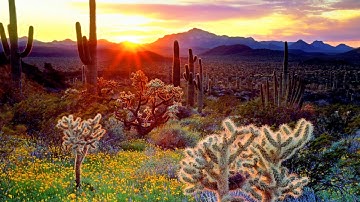 إبداع فوق الوصف| بداية (سورة الأنعام)| من صلاة التراويح لعام 1438هـ| للقارئ/ محمدنور بن جعفر