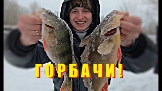 ДАЖЕ ВИДЕО СНИМАТЬ НЕ СОБИРАЛСЯ... Ловля крупного окуня. Зимняя рыбалка 2019.