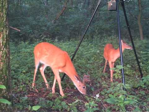Wildgame Innovations Tripod Feeder Youtube