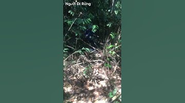 Tổ ong khoái siêu khủng 15kg. #nguoidirung #xuhuong