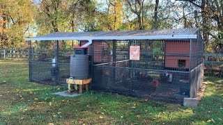 The birds & the bees | backyard chickens & honeybees