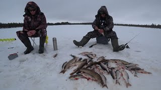 КУЧА РЫБЫ ЗА 3 ЧАСА С ОДНОЙ ЛУНКИ 🐬БЕШЕНЫЙ КЛЁВ КРУПНОЙ СОРОГИ на бескивковую удочку🎣 ЭТО СИБИРЬ!