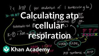 Famous Calculating ATP Produced in Cellular Respiration Profile