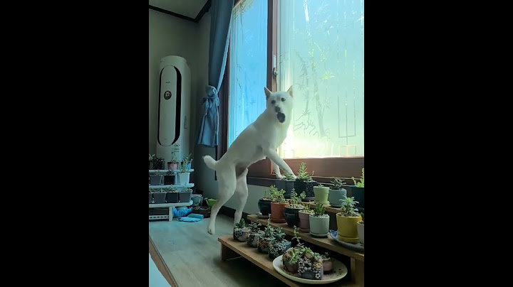 반가운 손님이 오면 크게 소리질러~