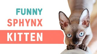 Sphynx Kitten Plays | Sphynx Cat Baby Funny video