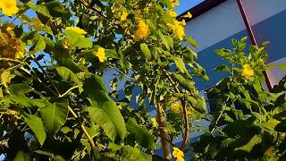 Ridmi Note 11 Camera Short View