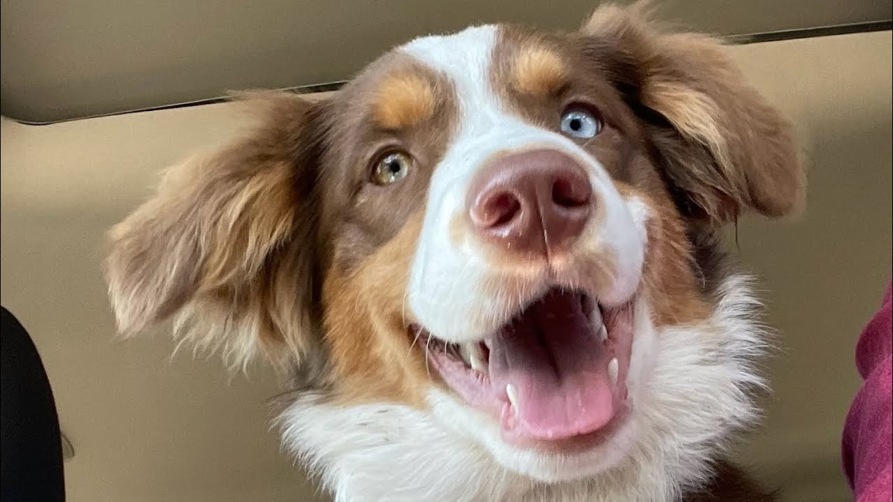 Moose is on the loose!!! Aussie Playtime!!!