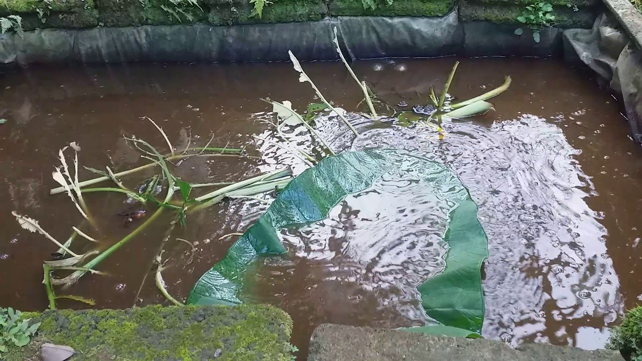 Daun talas sebagai pakan alternatif ikan lele(1) 