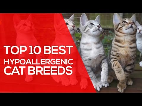 Wideo: Hipoalergiczne Rasy Kotów