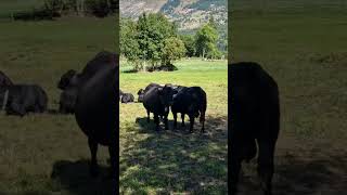 ALPS FIESCH SWITZERLAND