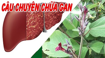 Cây An Xoa Chữa Bệnh Về Gan Kể Cả Ung Thư Gan giai đoạn cuối - Rất Hay