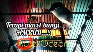 opior jambul ( terapi burung bahan dan macet bunyi )