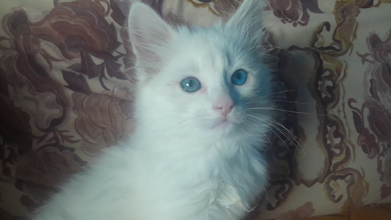 هاهيا ولات وحدا اخرى😻😸😻