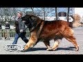 Top 5 anjing raksasa terbesar didunia
