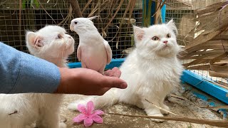 Singing Cockatiel Playing with cute kittens